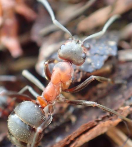 Formica rufa